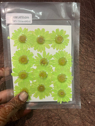 Light Green Daisy Flower pack