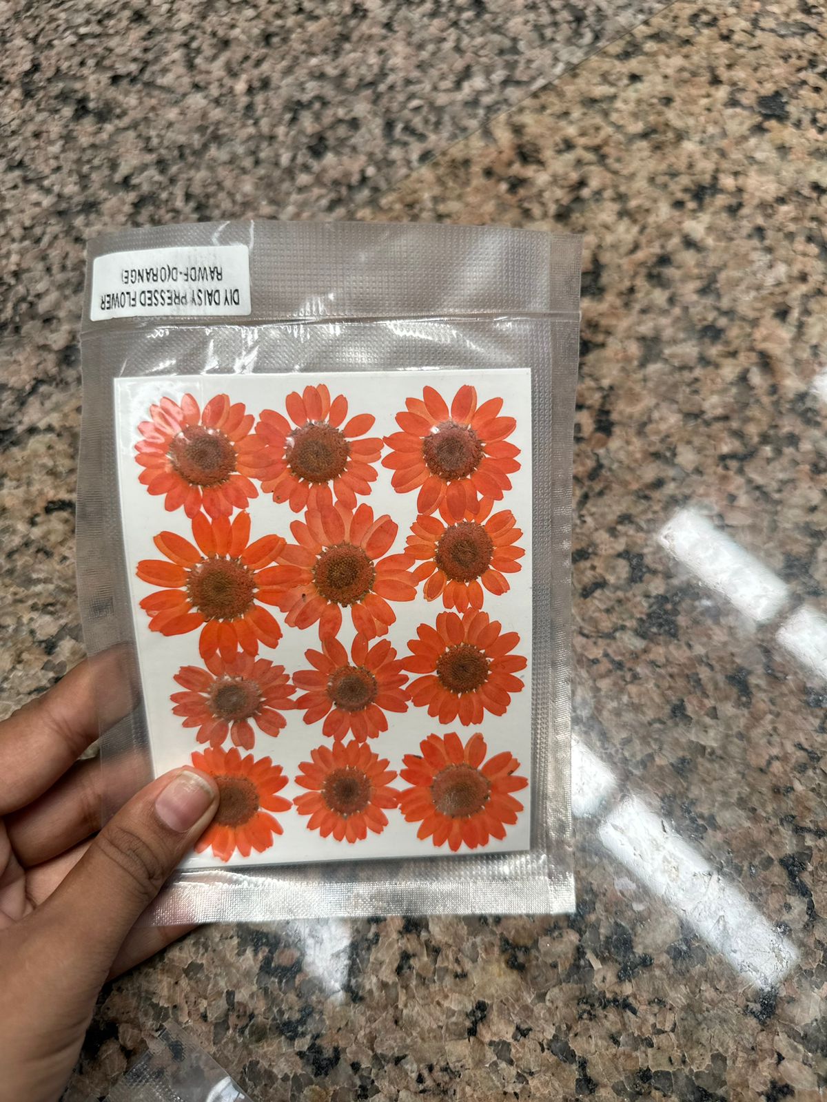 Dark orange daisy pack