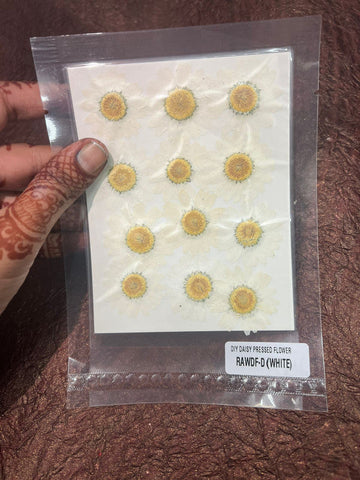 White Daisy Flower pack