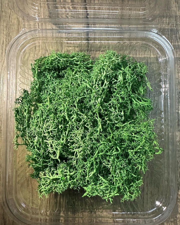 Green Moss Box