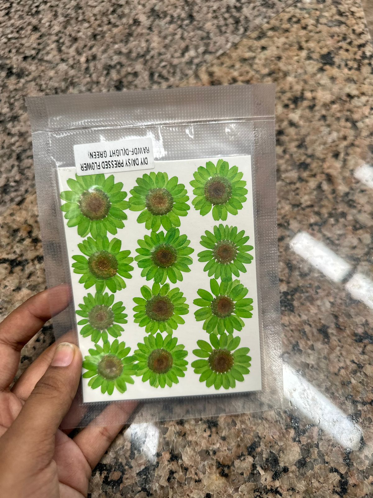 Green daisy