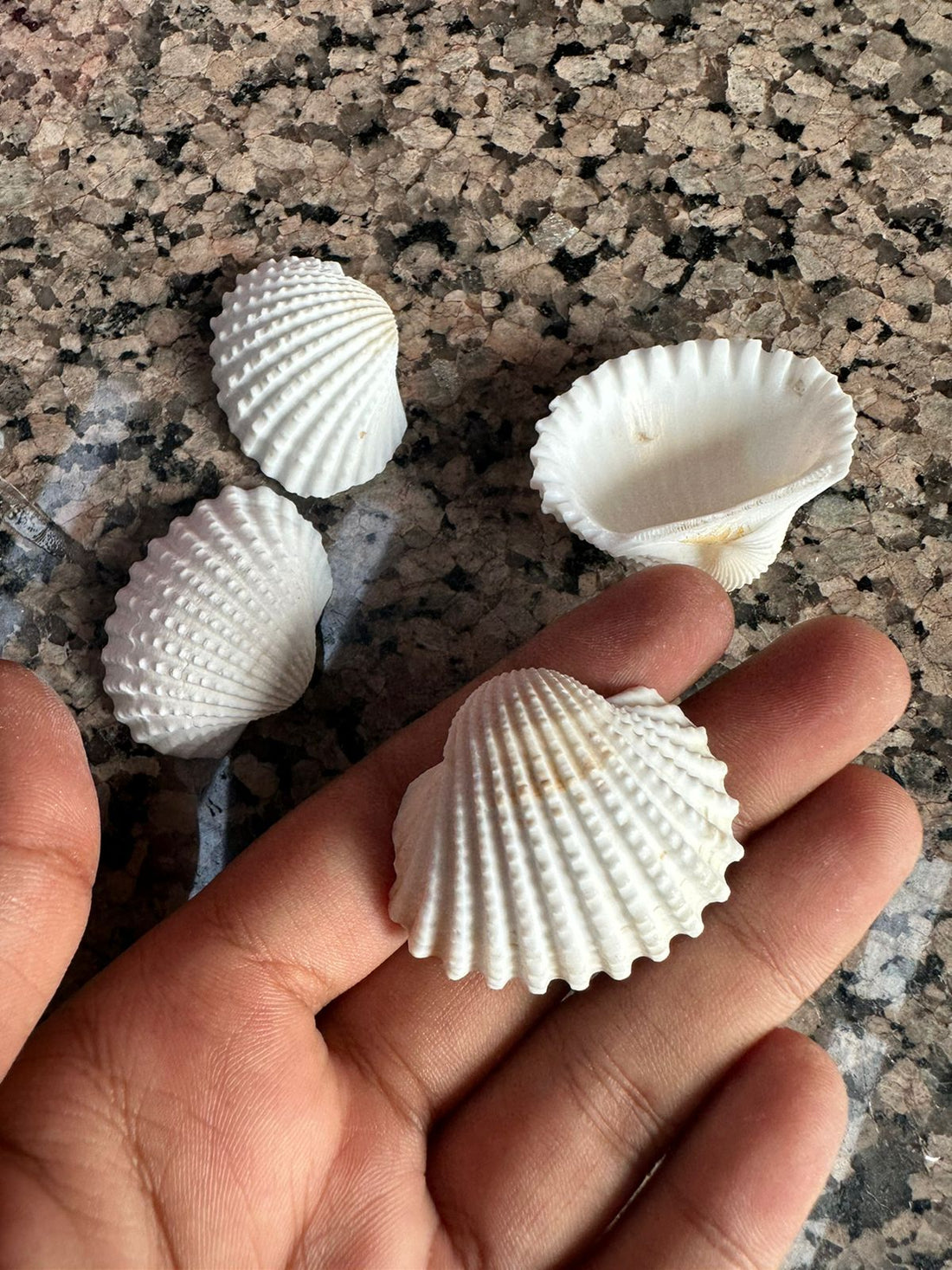 Shell big