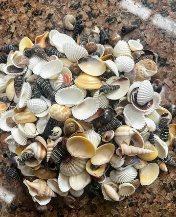 Small 2x2 Shell Mix Shells small