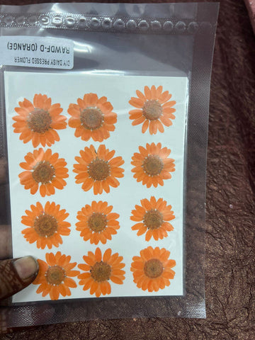 Orange Daisy Flower pack